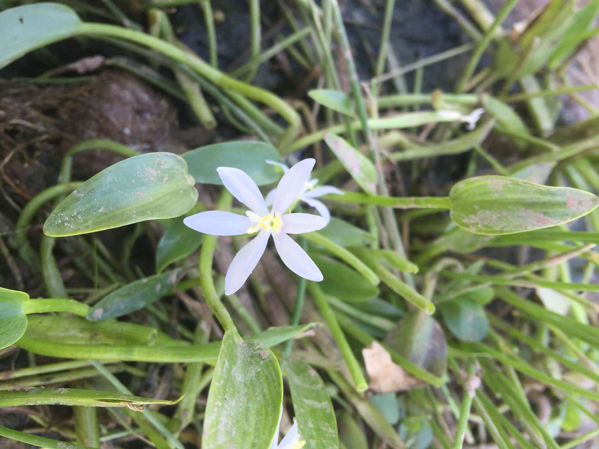 Heteranthera limosa (Sw.) Willd. resmi