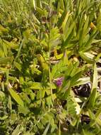 Image of Common Vetch