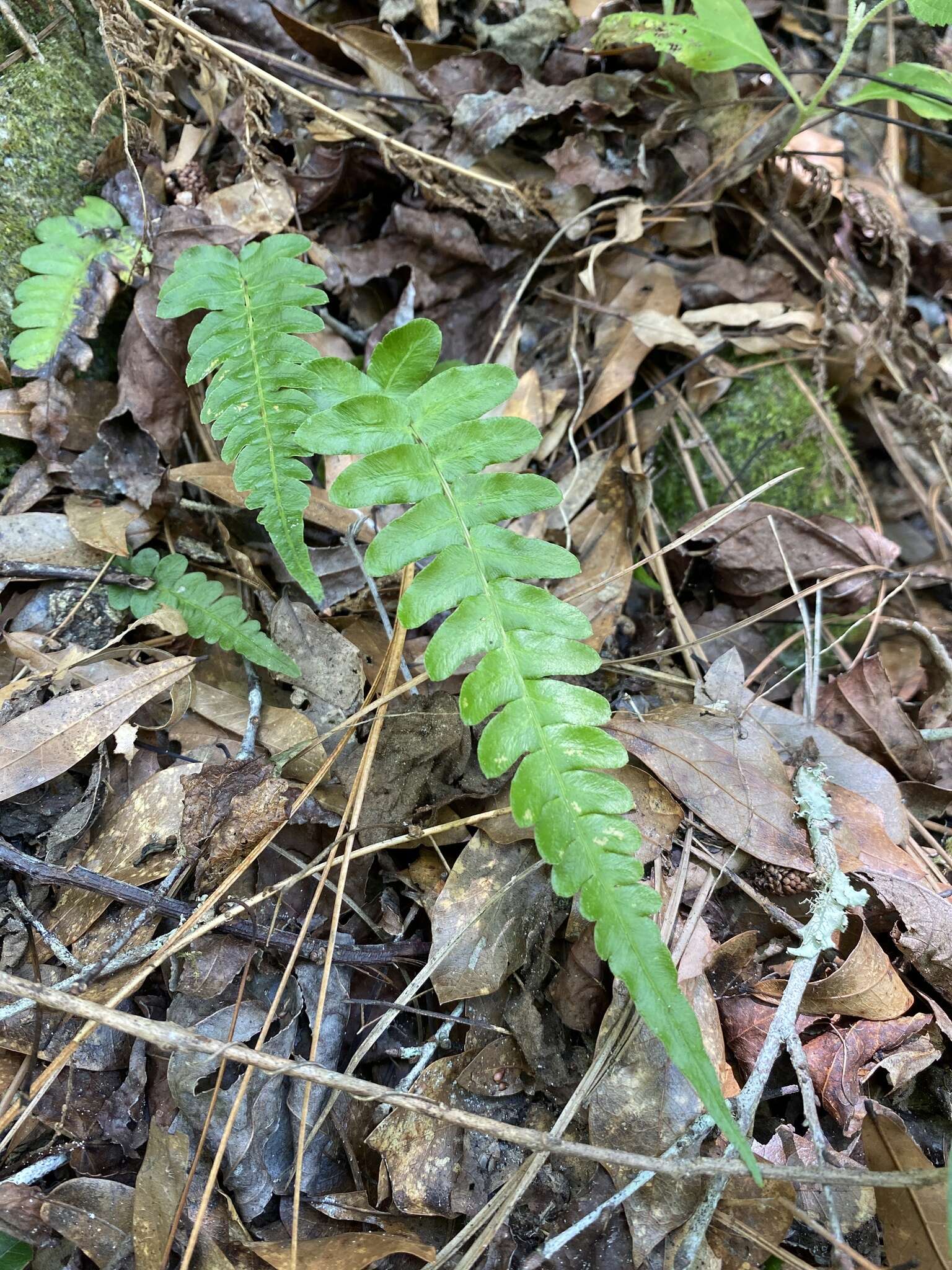 Sivun Blechnum occidentale L. kuva