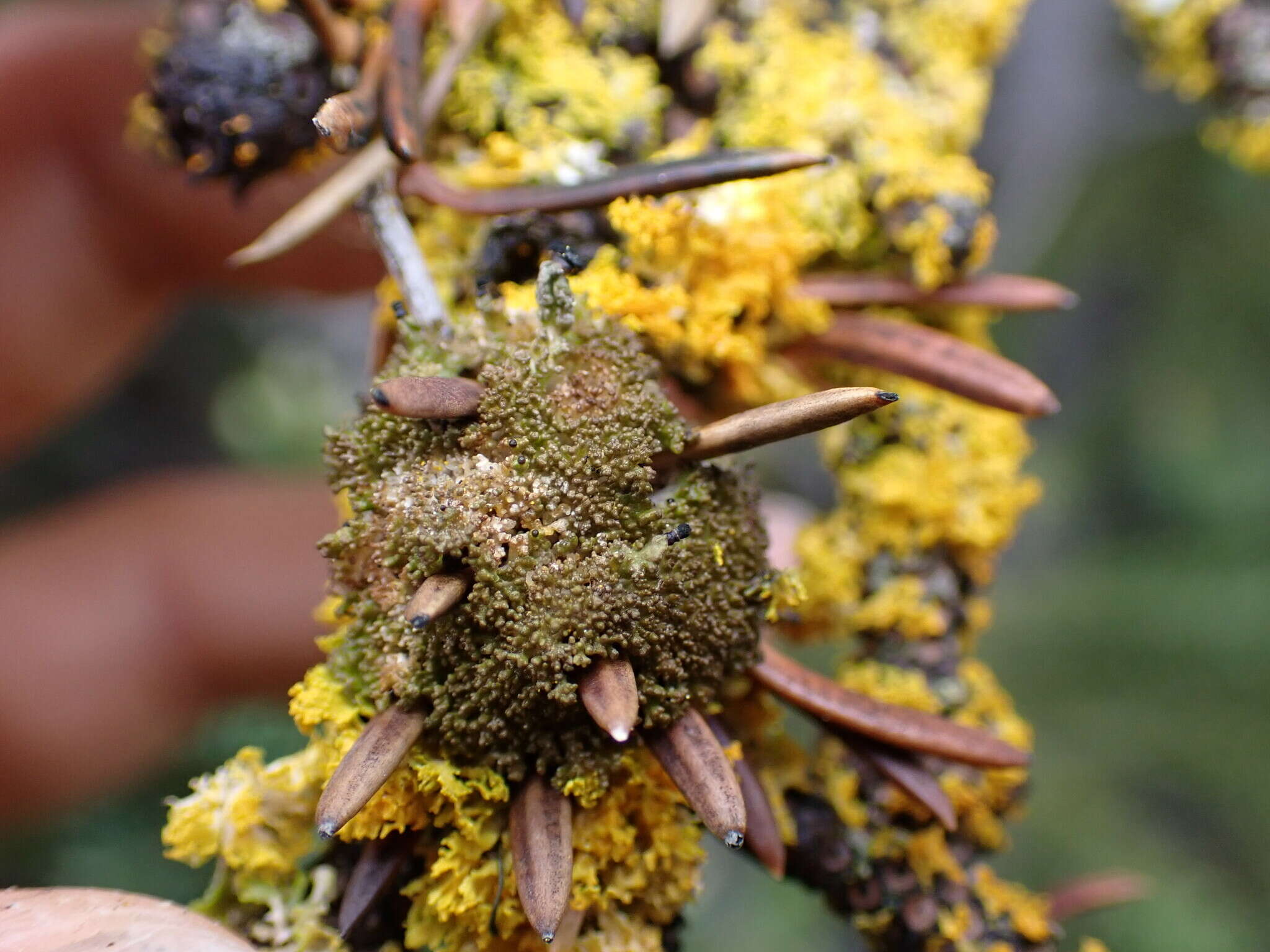 Image of urn lichen