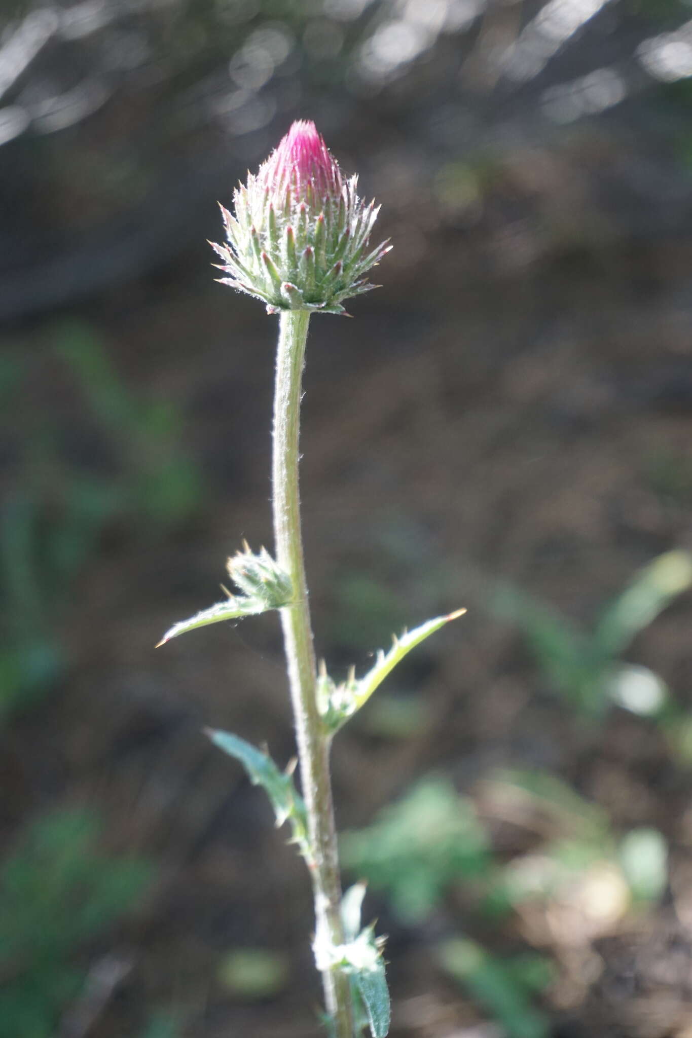 Imagem de Cirsium andersonii (A. Gray) Petr.