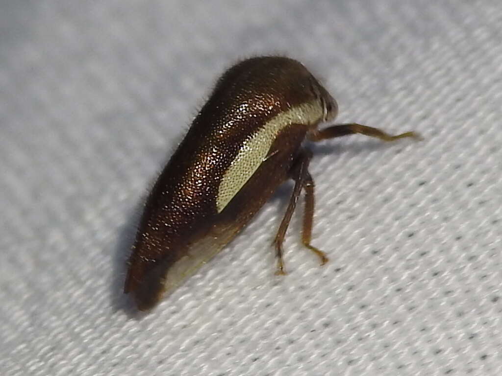 Image of Ophiderma flavicephala Goding