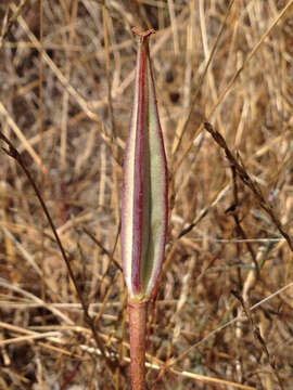 Image of yellow mariposa lily