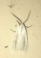 Image of Biturix rectilinea Burmeister 1878