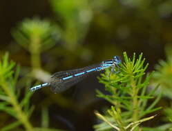 Image of Austrocoenagrion lyelli (Tillyard 1913)