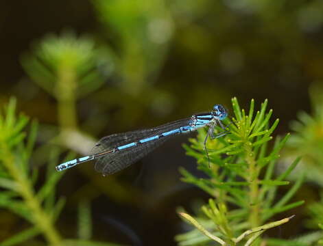 Image of Austrocoenagrion Kennedy 1920