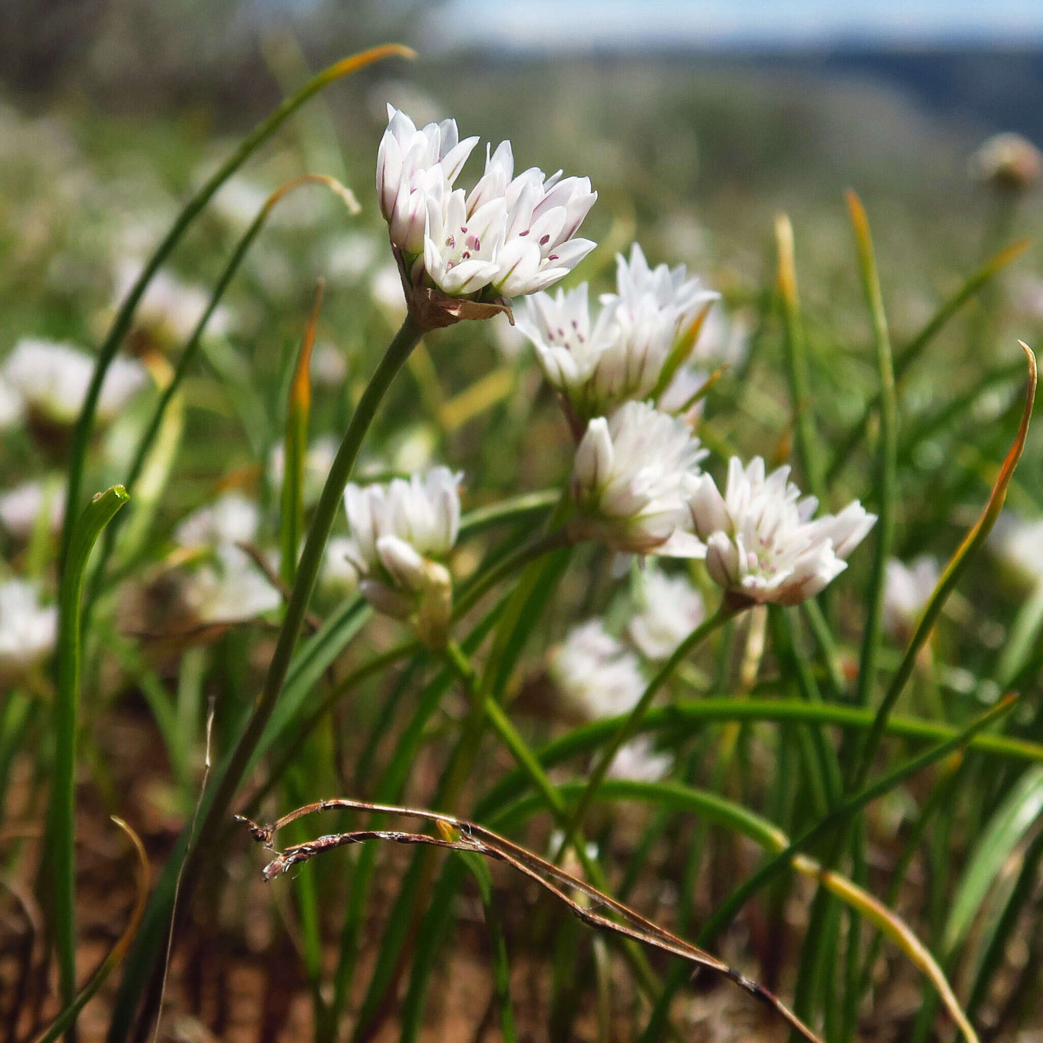 Allium fibrillum M. E. Jones的圖片