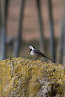 Image of Pied Wagtail and White Wagtail