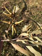 صورة Eucalyptus tereticornis subsp. tereticornis