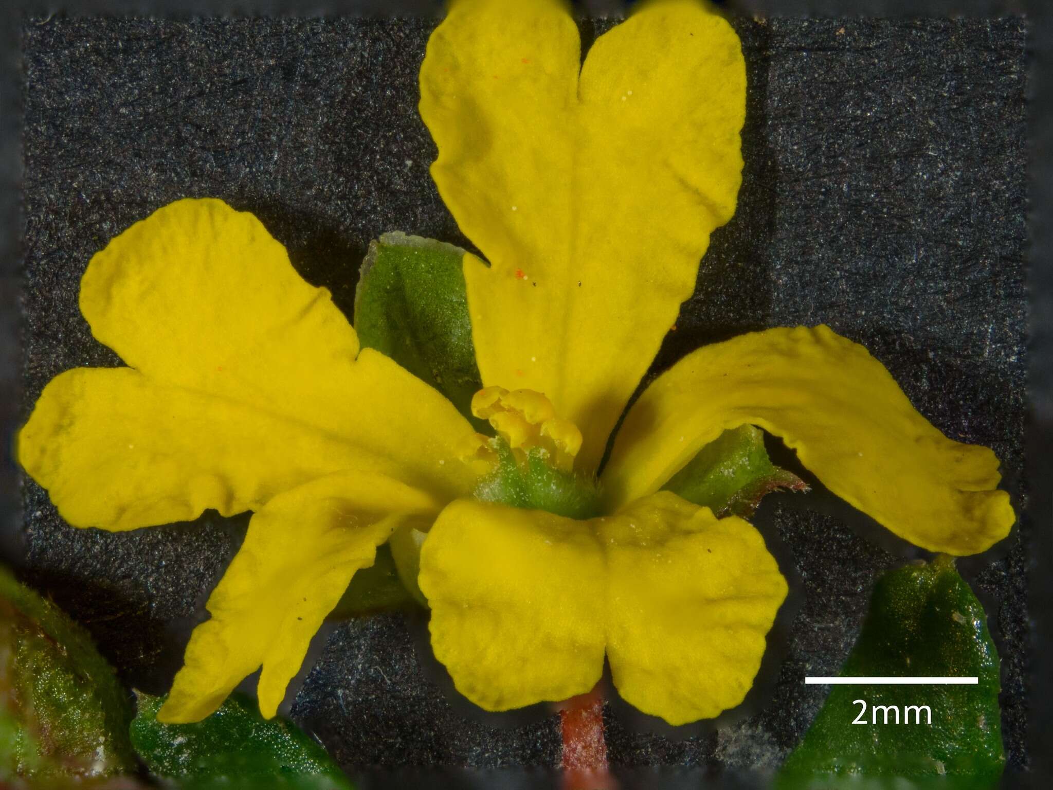 Image of Hibbertia empetrifolia subsp. empetrifolia