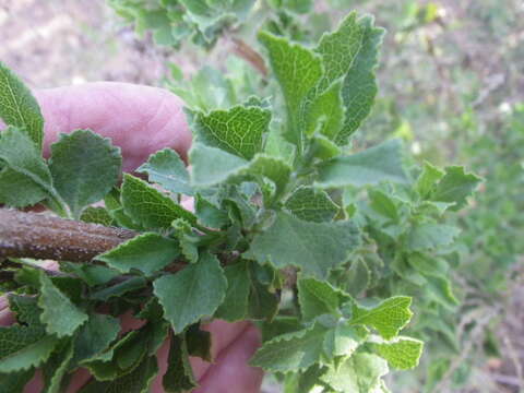 Salvia chamelaeagnea Berg. resmi