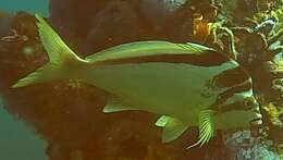 Image of Crested morwong