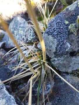 Image of fescue