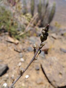 Image of Oziroe biflora (Ruiz & Pav.) Speta