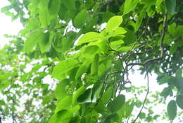 Image of Ehretia dicksonii Hance