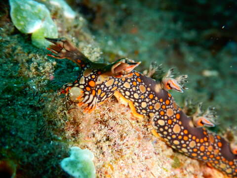 Image of Swimming nudibranch