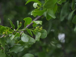 Image of Loranthus europaeus Jacq.