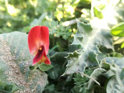 Image of Winged Pea