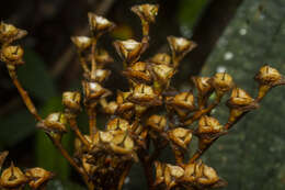 Sivun Salpinga margaritacea (Naud.) Triana kuva