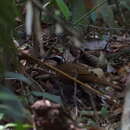 Image of Malaysian Rail-babbler (Malay)