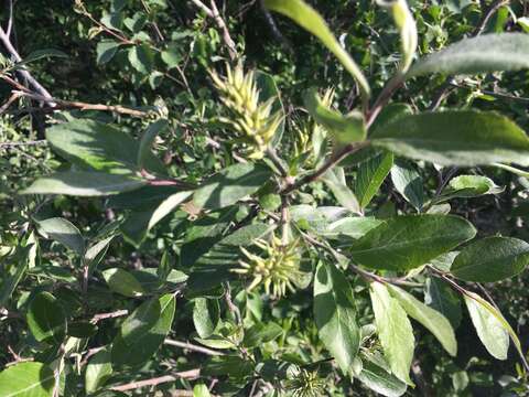 Image of Salix borealis Fries