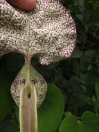 Image of mottled dutchman's pipe