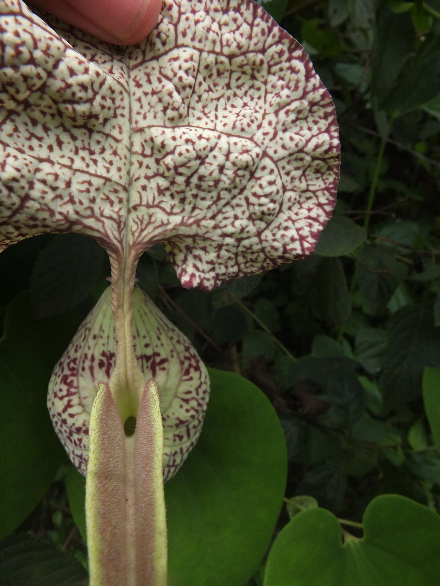 Image of mottled dutchman's pipe