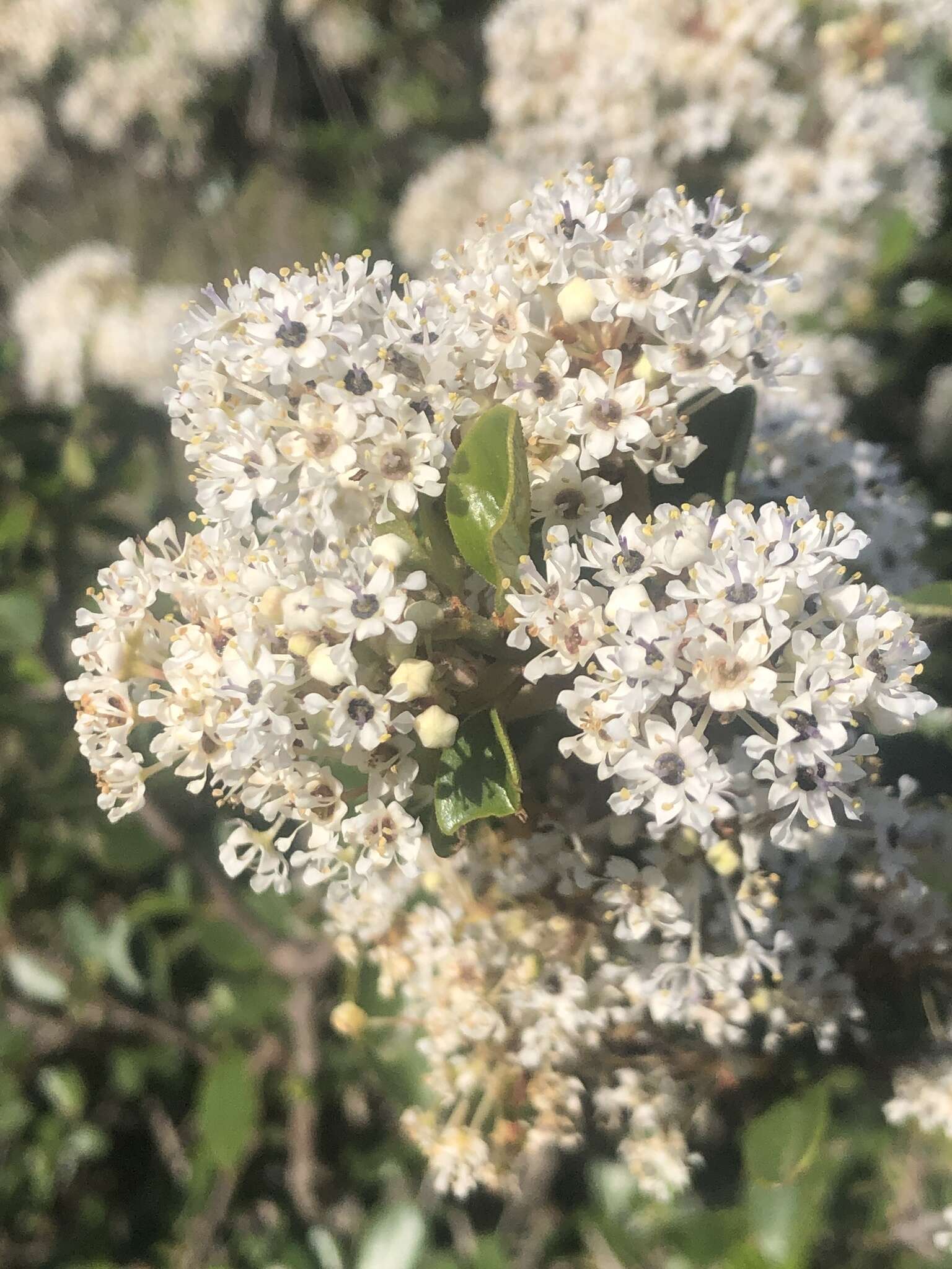 Image of island ceanothus