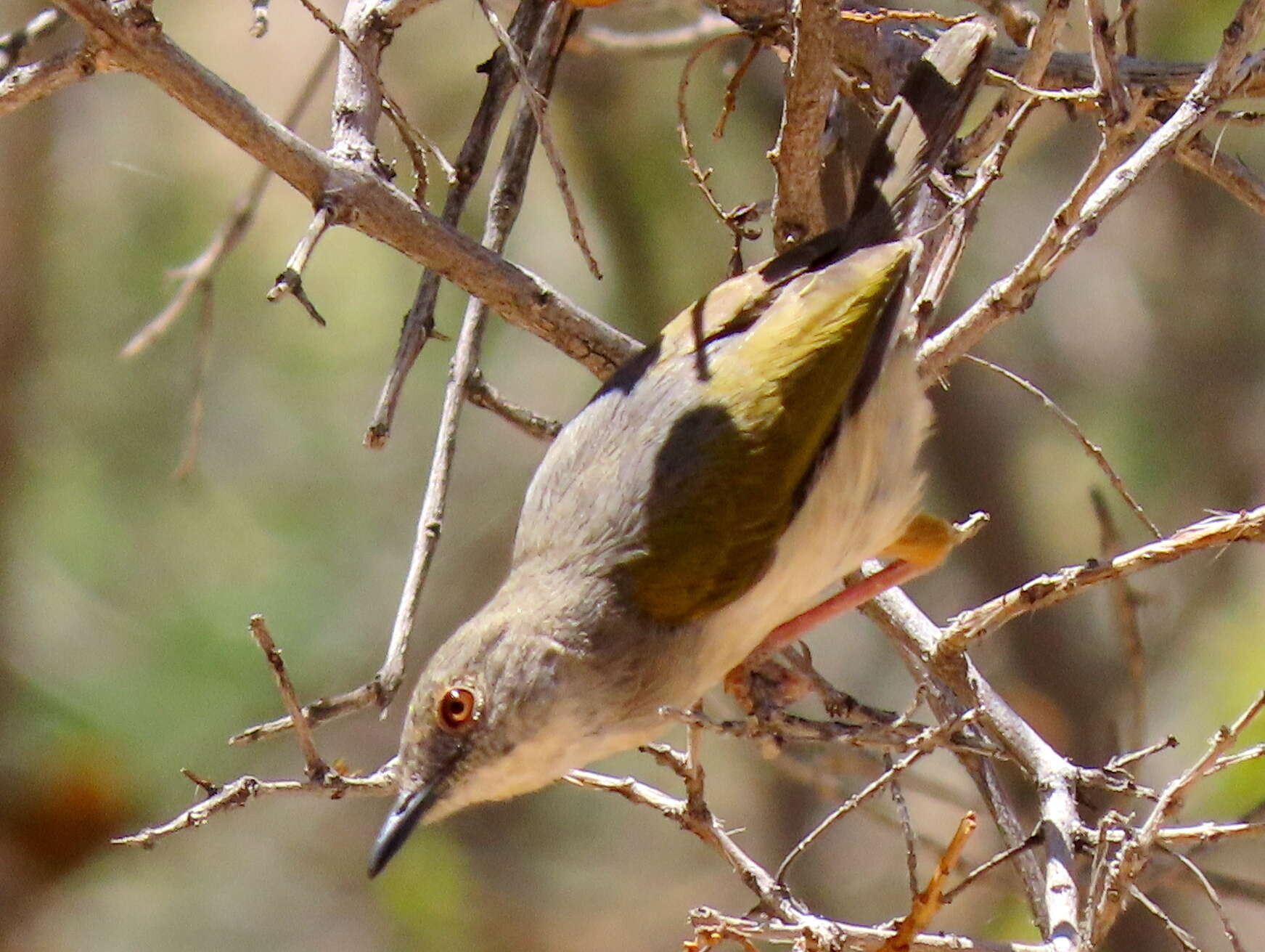 <i>Camaroptera brachyura sharpei</i>的圖片