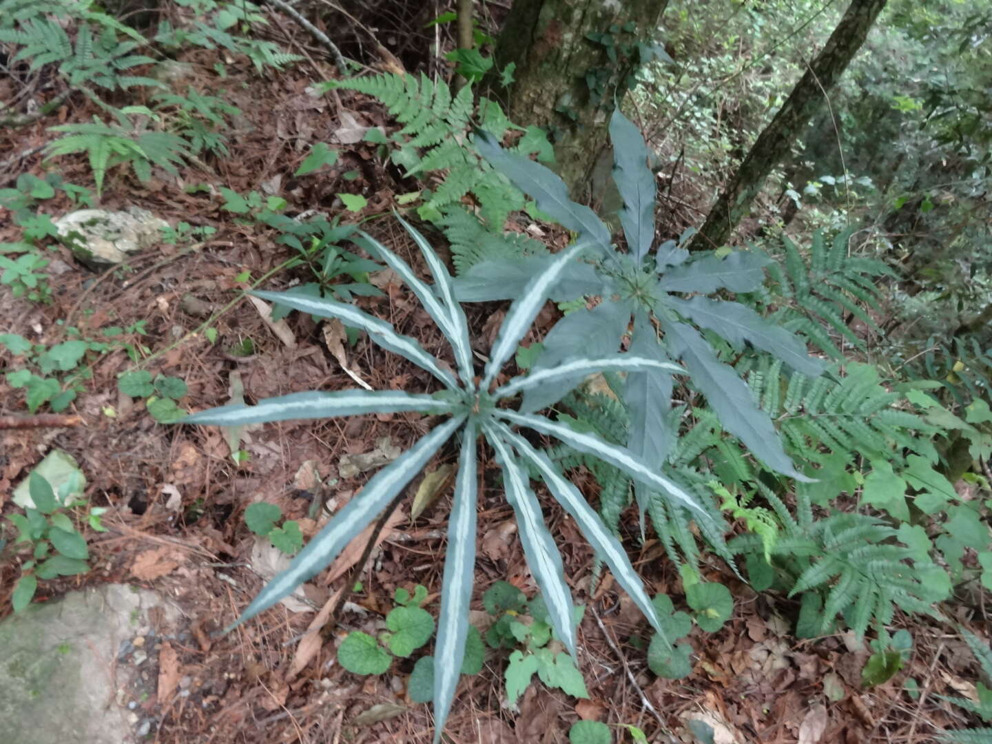 Image of Arisaema consanguineum Schott