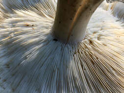 Image of bitter brown leucopaxillus