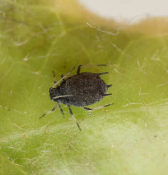 Image of Ivy aphid