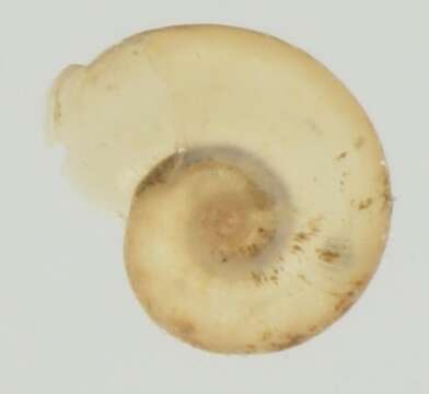 Gyraulus costulatus (F. Krauss 1848)的圖片