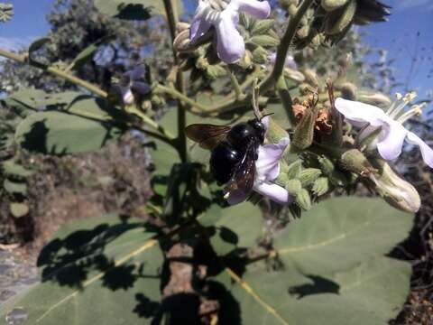 Xylocopa guatemalensis Cockerell 1912 resmi