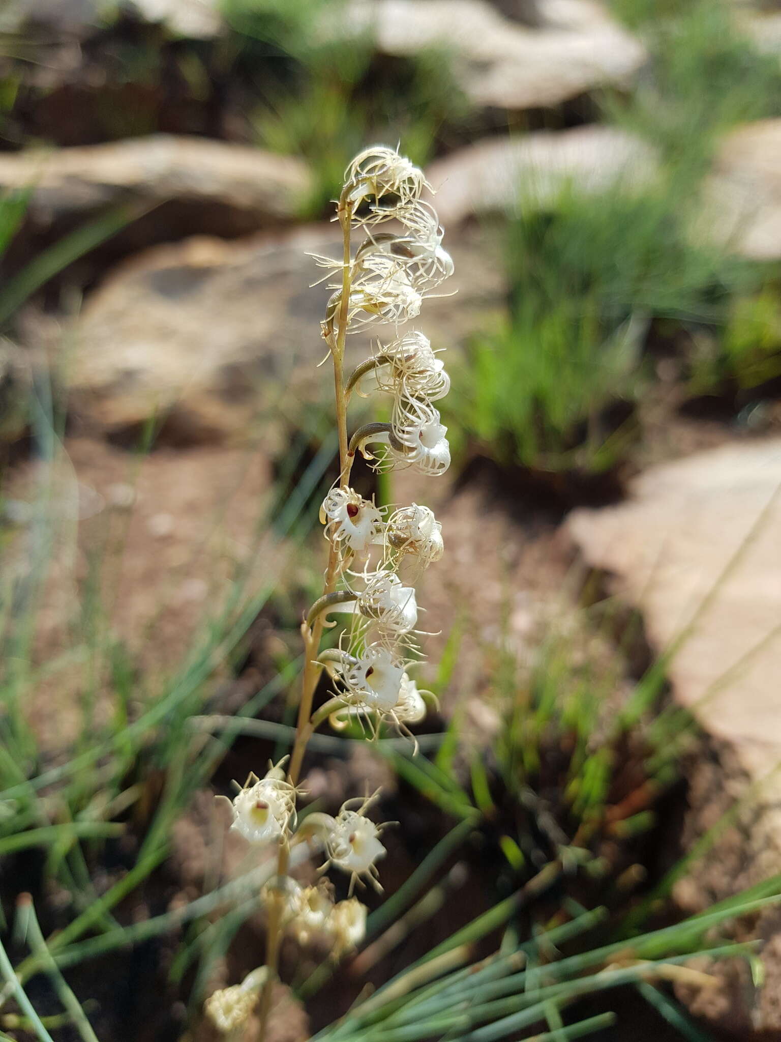 Image of Tassel orchid