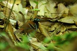 Image of Ferruginous-backed Antbird