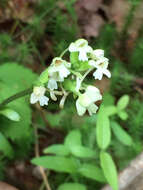 Image of Green Woodland Orchid