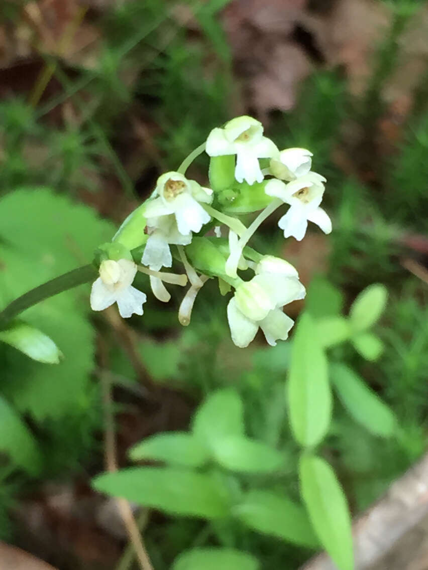 Image of Green Woodland Orchid