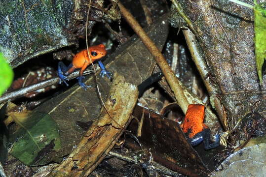 Image of Flaming Poison Frog