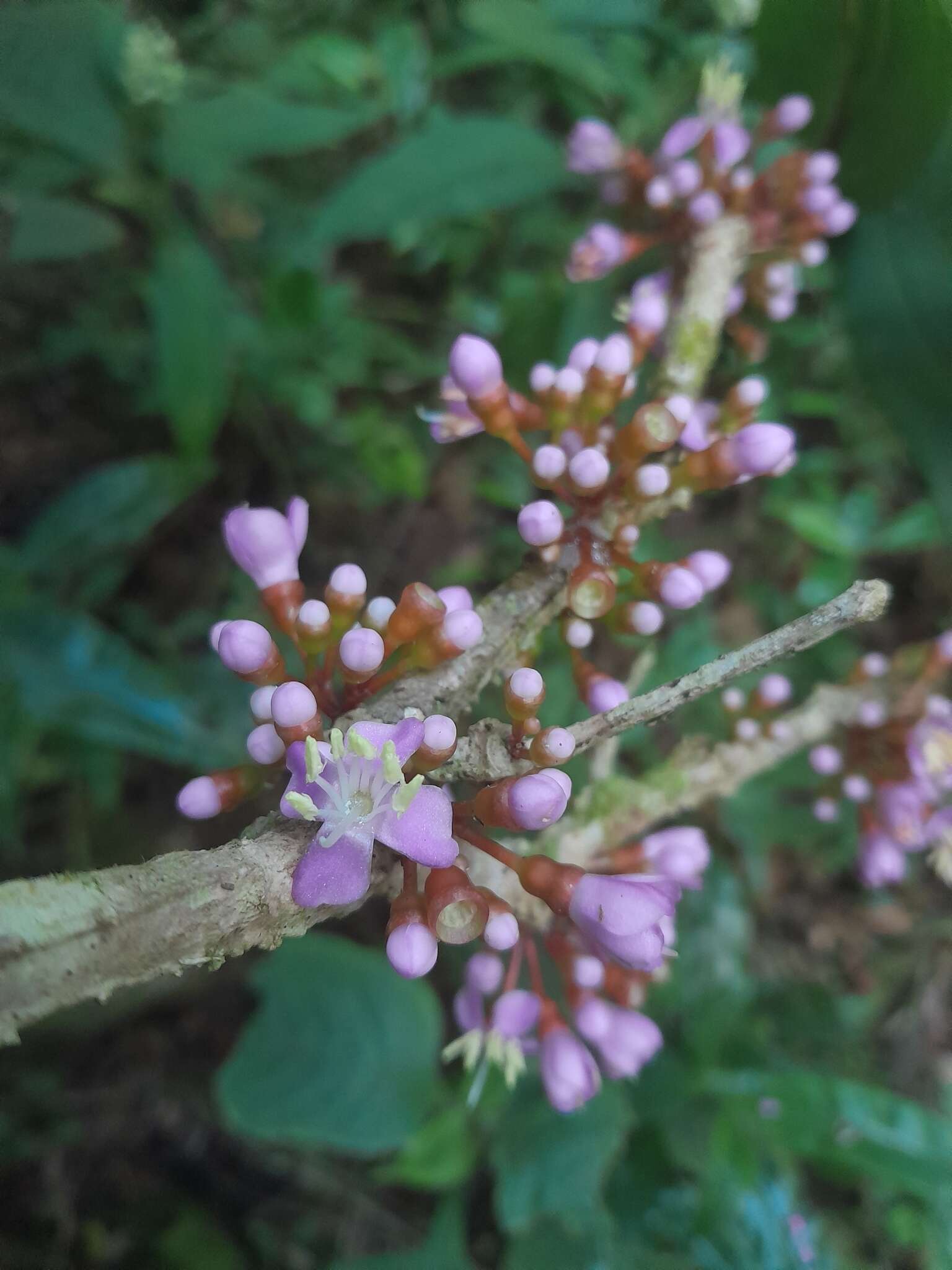 Image of Medinilla quadrangularis Jumelle & Perrier