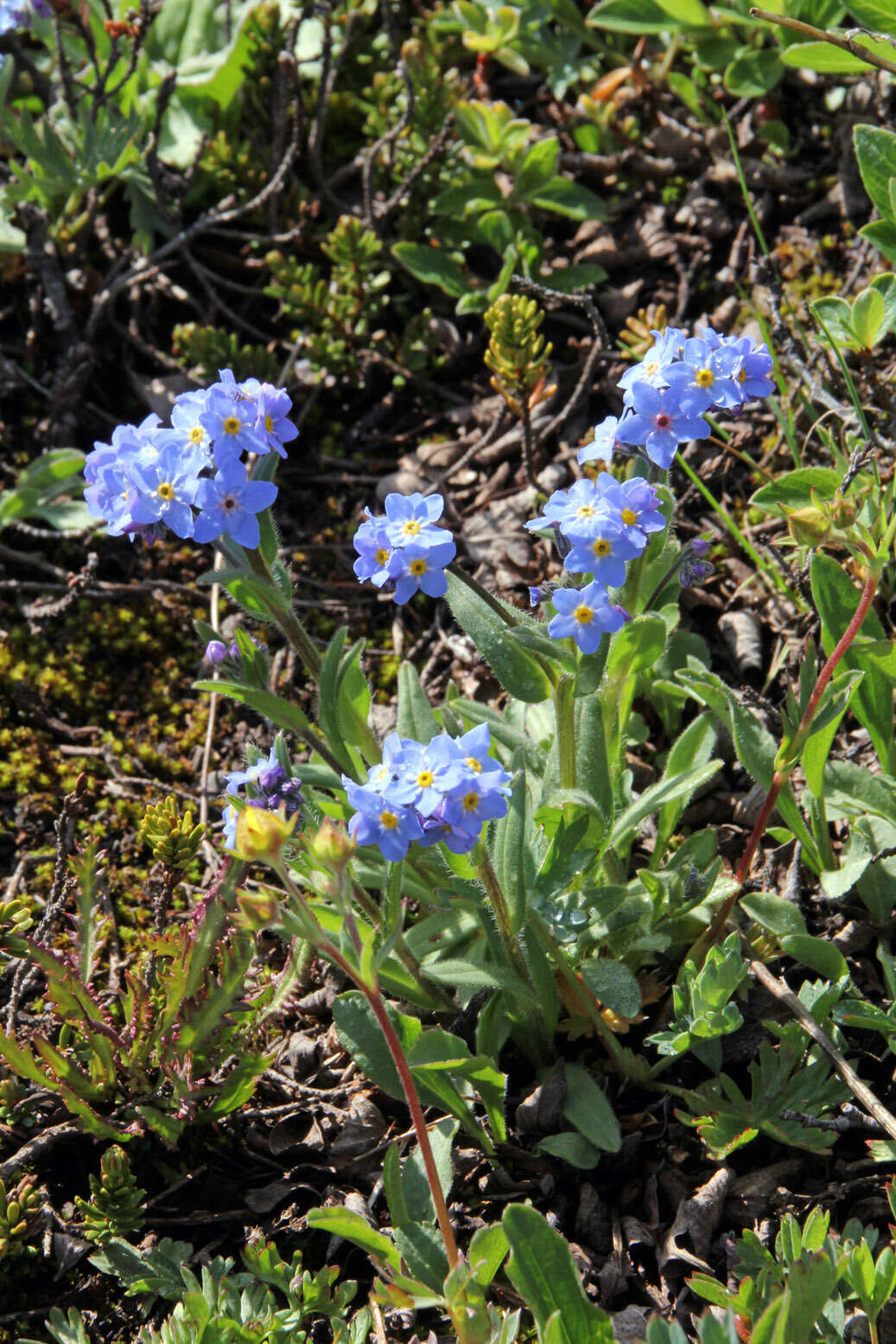 Imagem de Myosotis asiatica (Vesterg.) Schischkin & Sergievskaja