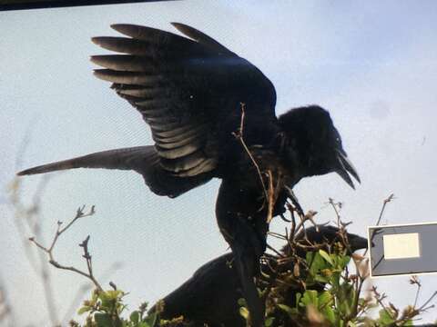 Image of White-necked Crow