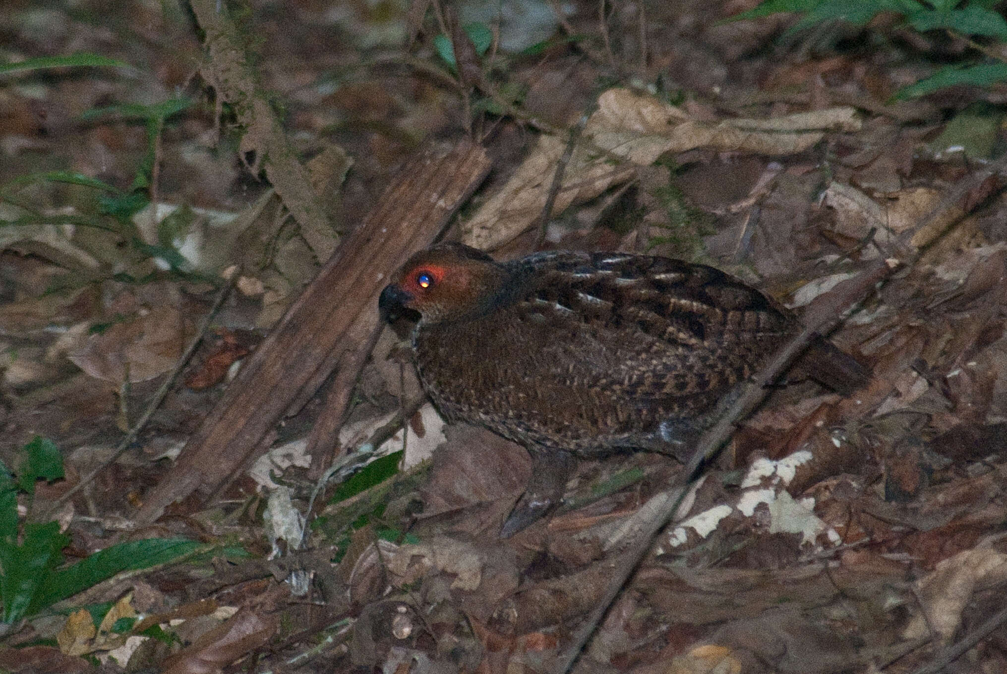 Image of Marbled Wood Quail