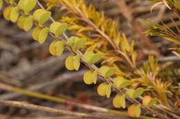 Image of Cliffortia pulchella var. pulchella