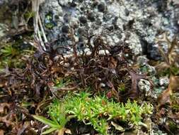 Image of cetraria lichen