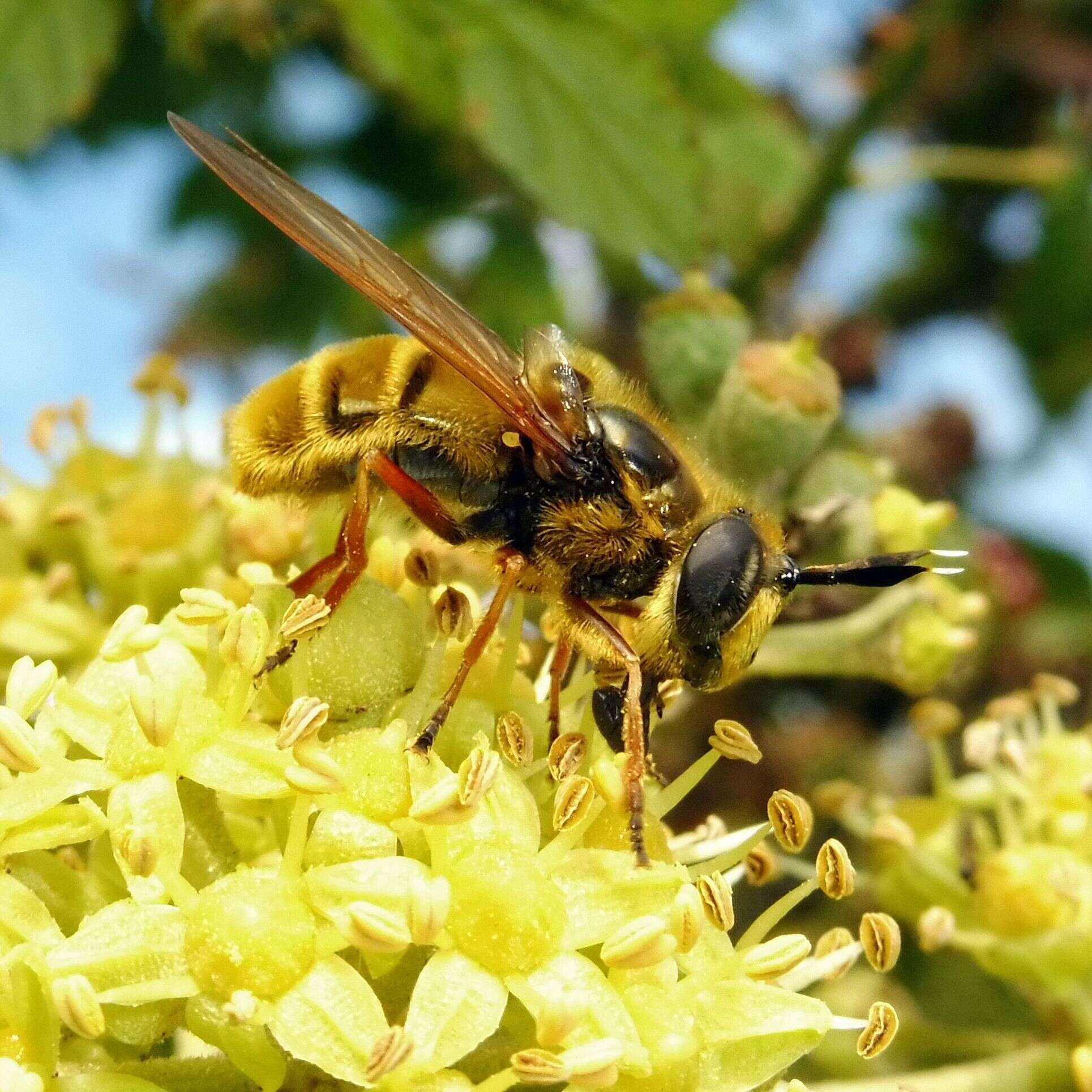 Image of Golden hoverfly