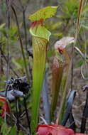 Image of pitcherplant