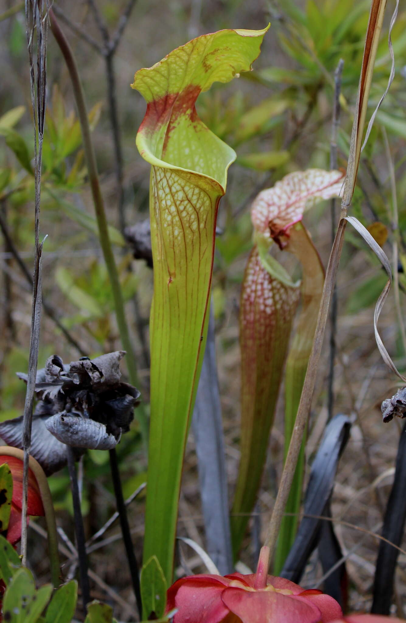 Image of pitcherplant