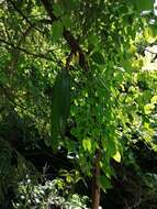 Plancia ëd Leucaena macrophylla Benth.