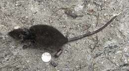 Image of common shrew opossum